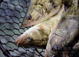 桂鱼吃瓜饵料鱼吃不吃,探究瓜饵料对鱼食性的影响