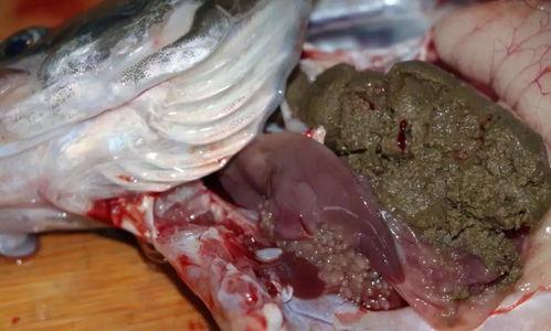 桂鱼吃瓜饵料鱼吃不吃,探究瓜饵料对鱼食性的影响