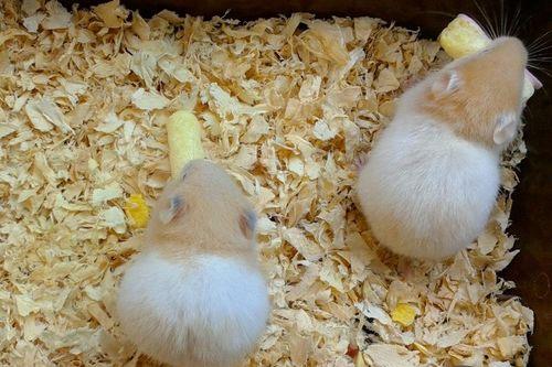 仓鼠吃脆皮瓜好吗