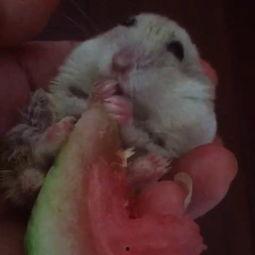 仓鼠吃脆皮瓜好吗