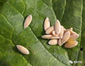 国内吃瓜猛料是什么,吃瓜猛料背后的真相与内幕