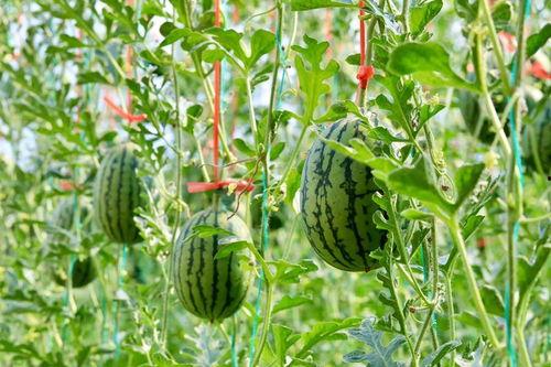 安徽下小雨吃瓜,安徽小雨天的悠闲时光