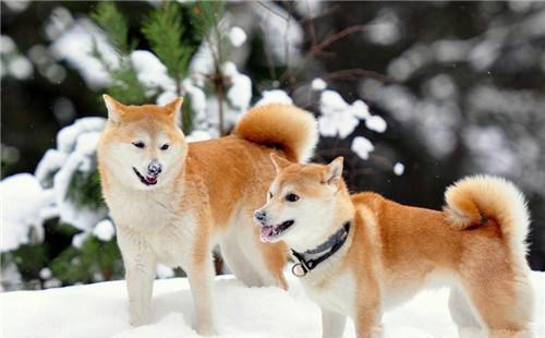 秋田吃瓜图,趣味横生的田园生活瞬间