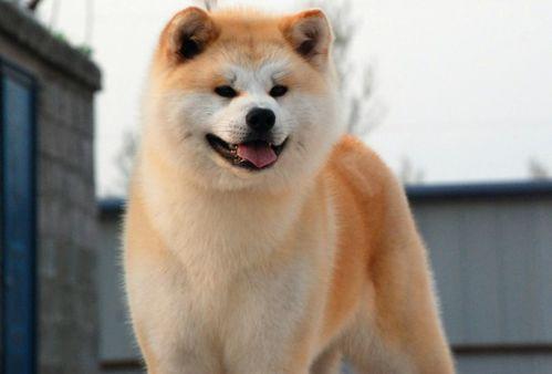 秋田吃瓜图,趣味横生的田园生活瞬间