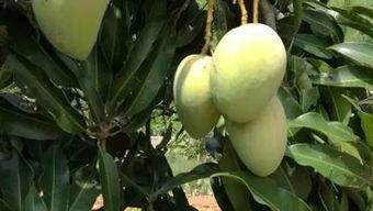 陪你吃哈密瓜,陪你共享哈密瓜的甜蜜时光