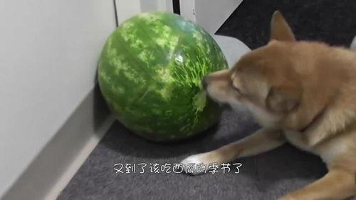 看着屏幕吃瓜,揭秘网络时代的“吃瓜”文化