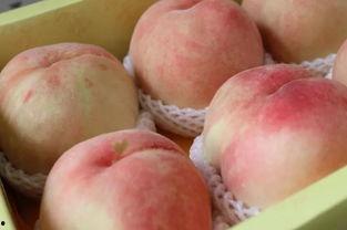 水蜜桃吃瓜,夏日消暑新风尚