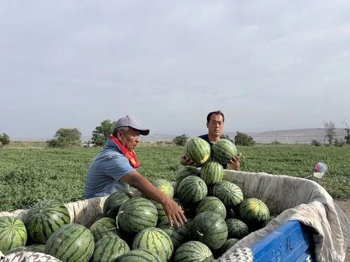 吃瓜儒家,揭秘古代士人的生活趣味与智慧