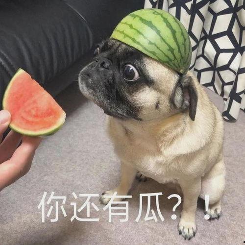 吃瓜护士主任,揭秘医疗界的“瓜田”趣事