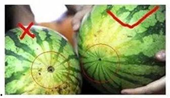 阜阳吃瓜,吃瓜也能吃出风味