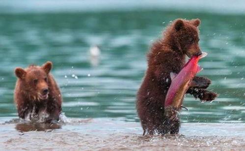 吃瓜小熊背刺,背刺背后真相揭晓