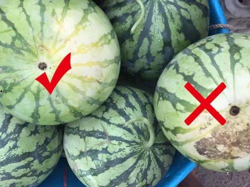 黑面瓜怎么吃,解锁美味新体验