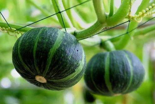 凌霄吃瓜后续,揭秘娱乐圈风云再起