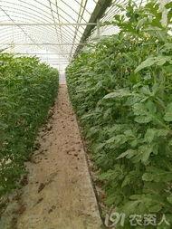 浙林弄吃瓜,揭秘当地特色美食背后的故事