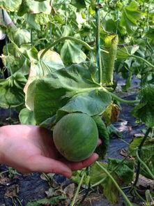 浙林弄吃瓜,揭秘当地特色美食背后的故事