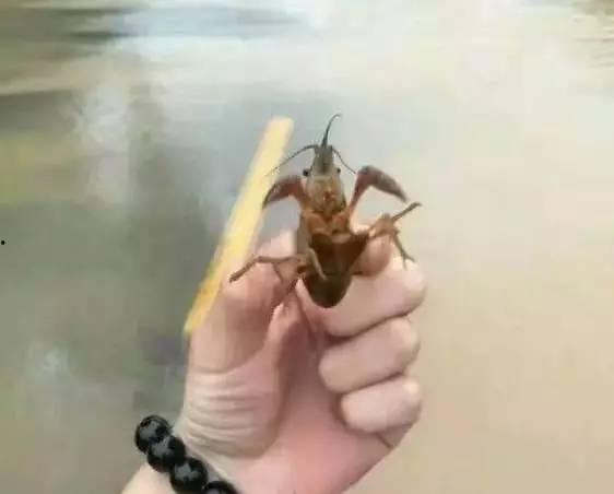 摸鱼抓虾玩水吃瓜,摸鱼抓虾、玩水吃瓜的欢乐时光