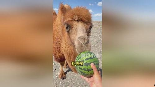 骆驼吃瓜原视频,骆驼大快朵颐西瓜瞬间