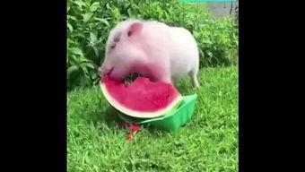 小猪吃小瓜,趣味盎然的田园生活趣事