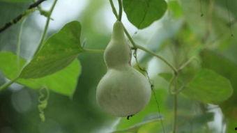 坐月子可以吃葫芦瓜,葫芦瓜的营养与适宜食用指南