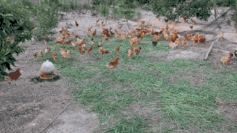 吃谷子吃到瓜,探寻传统农作物的美味之旅