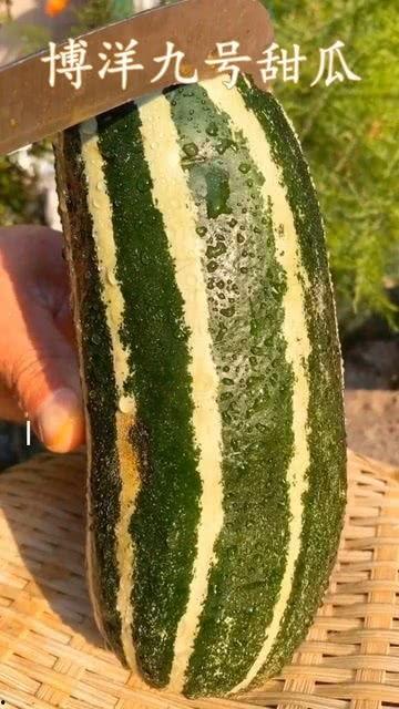 瓜了个瓜吃瓜瓜