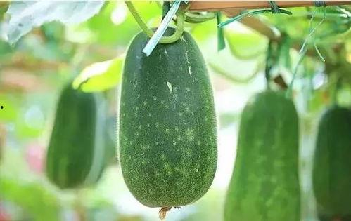 瓜了个瓜吃瓜瓜