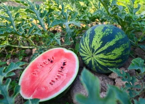 河南有瓜吃,瓜果飘香，共享丰收喜悦