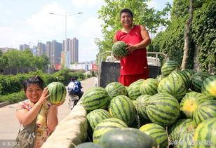 河南有瓜吃,瓜果飘香，共享丰收喜悦