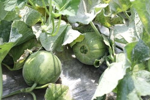 本地吃瓜,揭秘街头巷尾的热辣故事