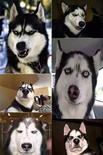 狗界吃瓜群众,揭秘宠物圈的热议话题