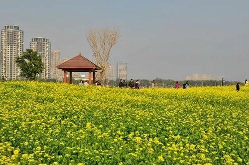 福州花海公园吃瓜,瓜果飘香，共享夏日清凉时光