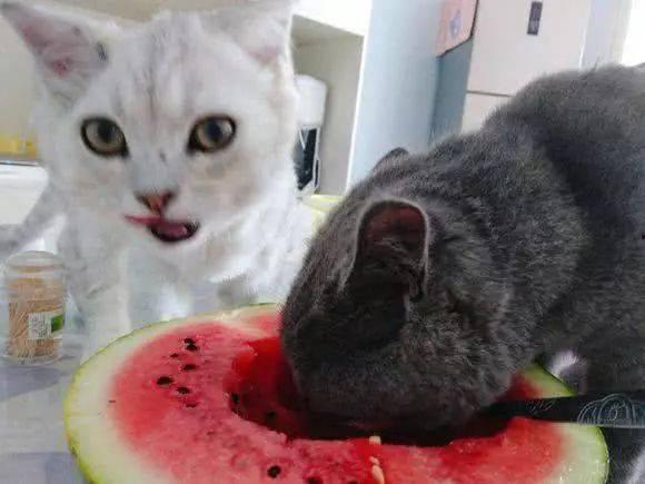 吃瓜群众的猫咪,猫咪视角下的吃瓜群众众生相