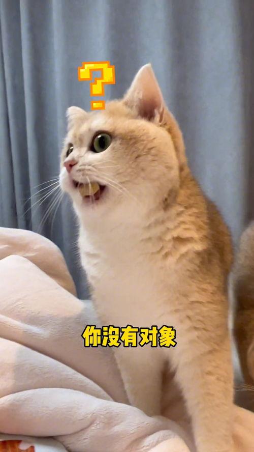 吃瓜群众的猫咪,猫咪视角下的吃瓜群众众生相