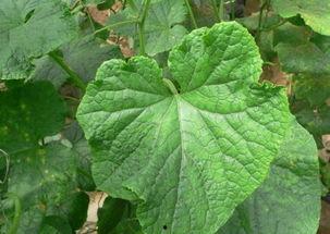 什么瓜叶子可以吃,探寻可食用瓜叶子的奥秘与美味