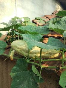 什么瓜叶子可以吃,探寻可食用瓜叶子的奥秘与美味