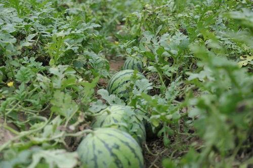 溧阳丑瓜怎么吃,解锁美味新体验