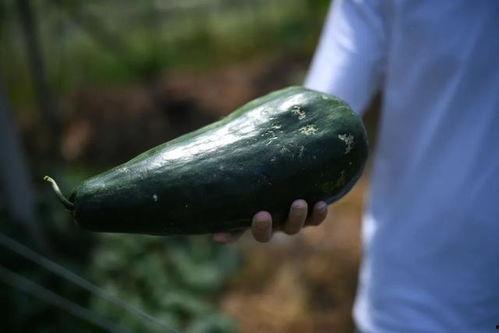 溧阳丑瓜怎么吃,解锁美味新体验